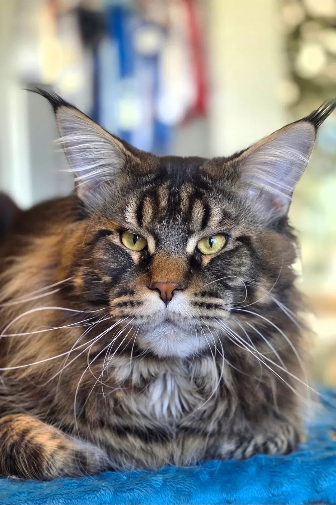 NSW26,CH,JCH Maine Giant Zahar | Raumariki's Maine Coon Cattery