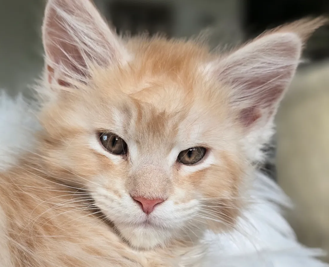 Maine Coon kitten for sale in Norway – healthy pedigree kitten with playful character.