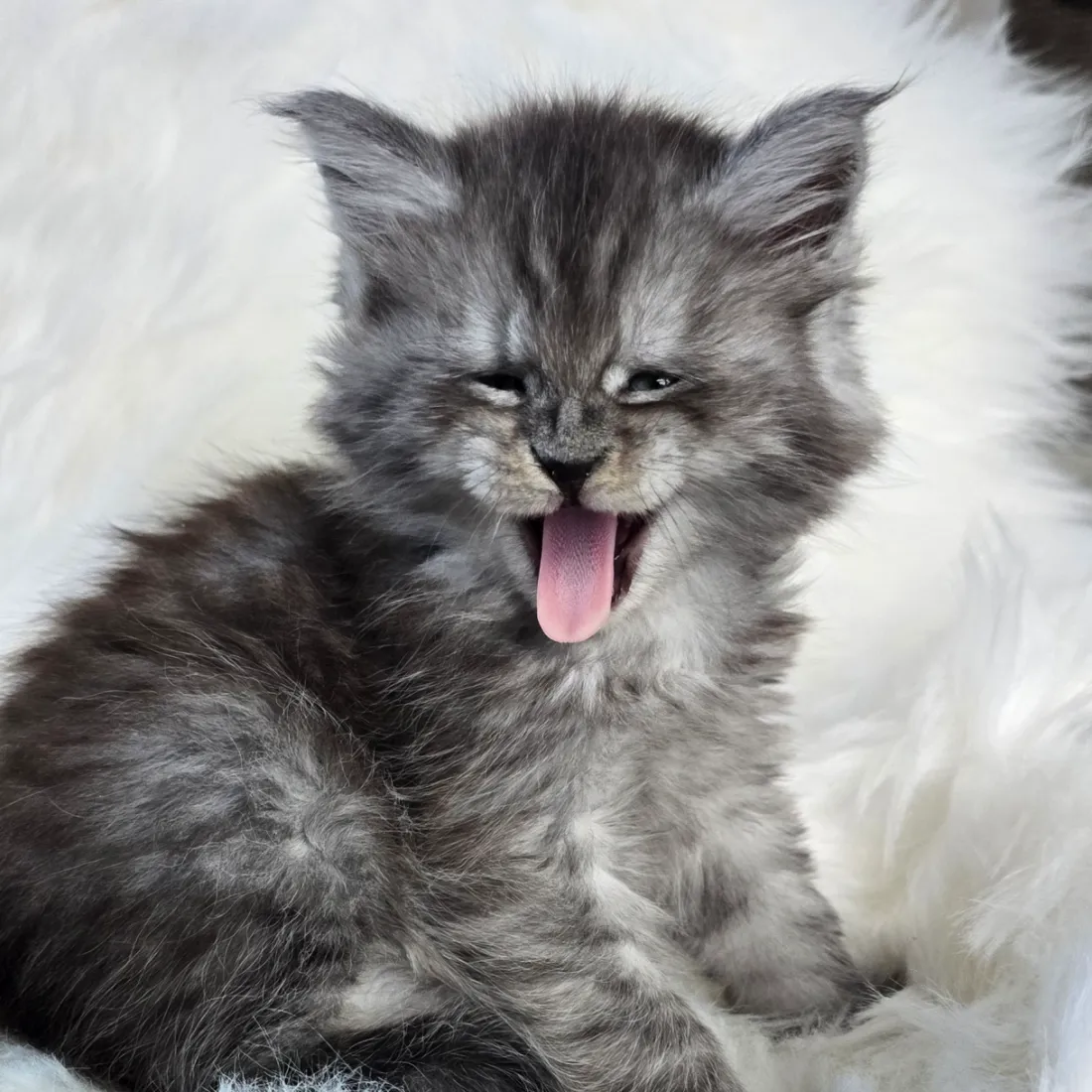 Pedigree Maine Coon kitten from cattery in Norway – vaccinated and socialized.